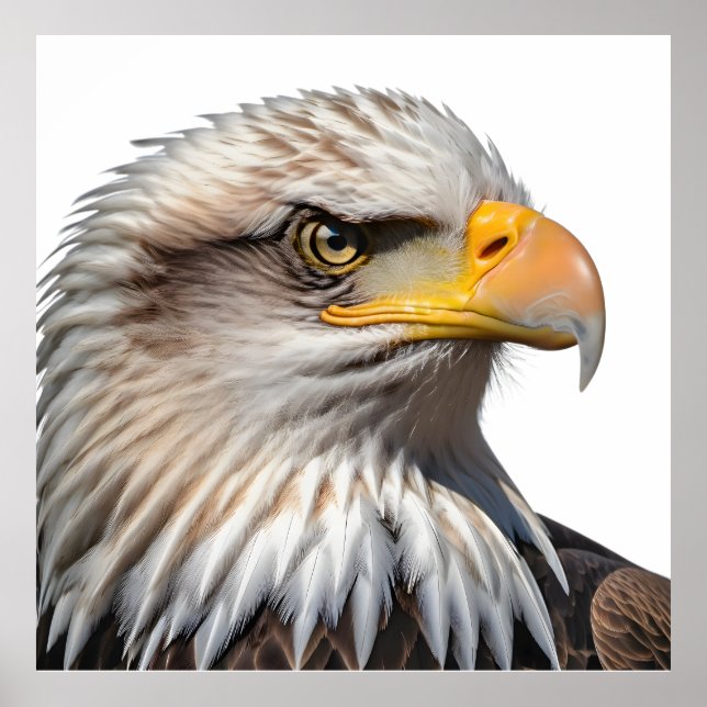 Bald Eagle Profile Poster (Framsidan)