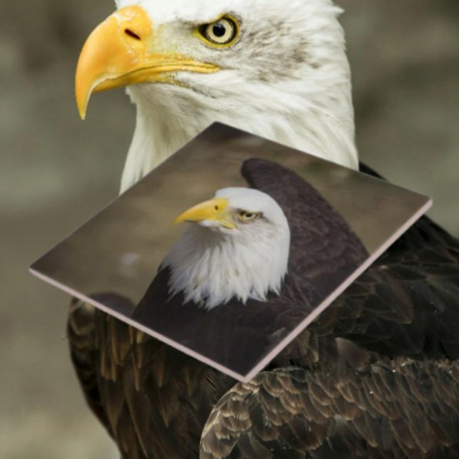 Bald Eagle Strength – Decorative Ceramic Tile Kakelplatta (Skapare uppladdad)