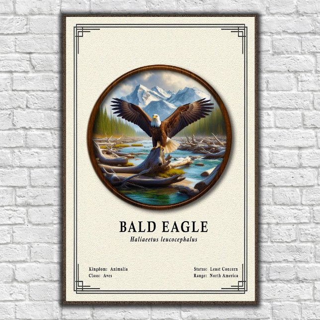 Bald Eagle Zoology Series Poster (Skapare uppladdad)