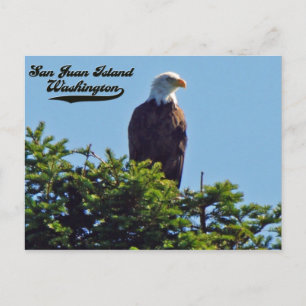Bald EagleSan Juan Island, Washington Postcard Vykort
