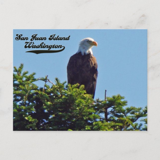 Bald EagleSan Juan Island, Washington Postcard Vykort (Framsida)