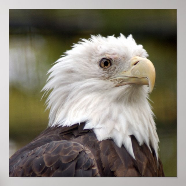 baldeagle10x10 poster (Framsidan)