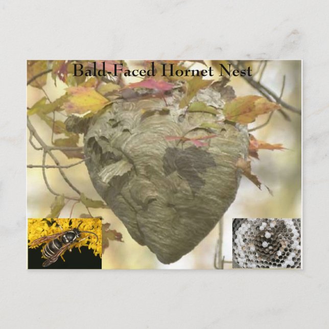 Baldhosta hornetrest vykort (Framsida)