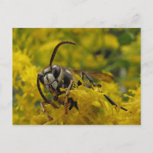 Baldklädd hornet vykort