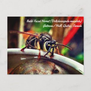 Baldvänd häst (Dolichovespula maculata) Vykort