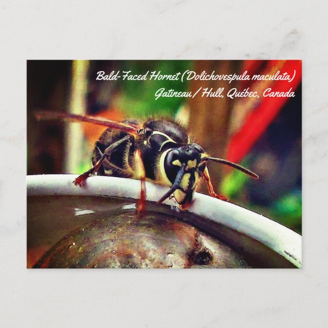 Baldvänd häst (Dolichovespula maculata) Vykort (Framsida)