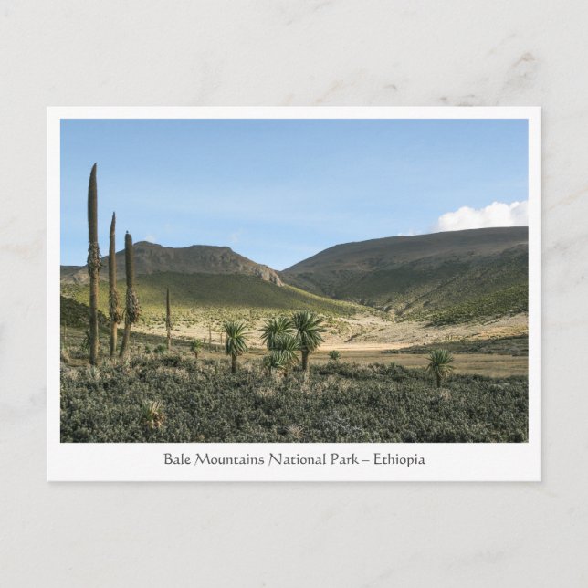 Bale-bergen Etiopien Vykort (Framsida)