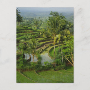 Bali - barnterrassricefields och handflatan vykort