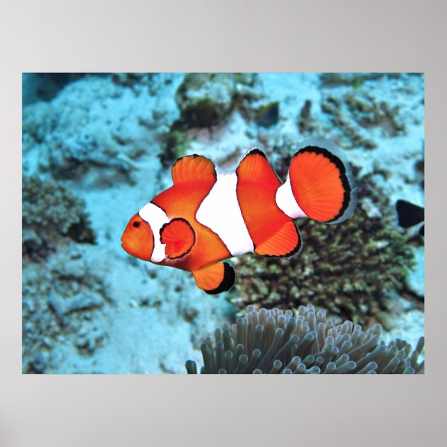 Bali Clownfish Poster (Framsidan)