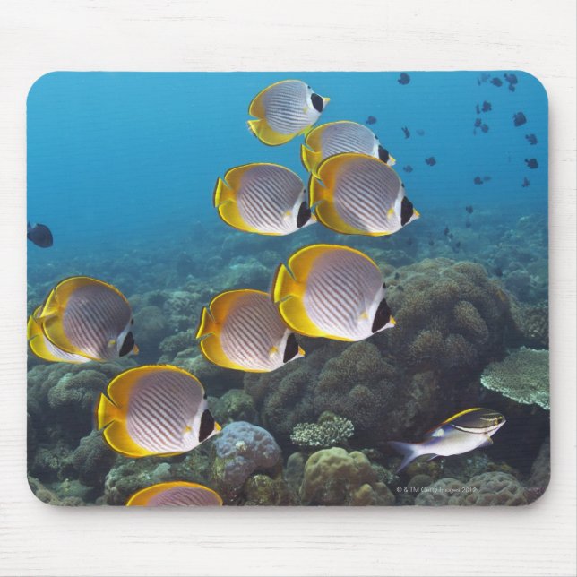 Bali, Indonesien Musmatta (Framsidan)