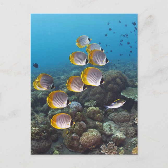 Bali, Indonesien Vykort (Framsida)