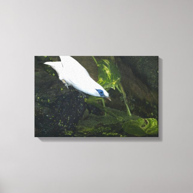 Bali Myna Canvastryck (Framsida)