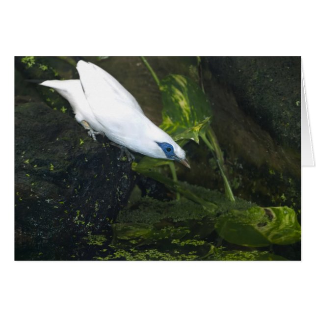 Bali Myna Hälsningskort (Framsidan Horizontal)