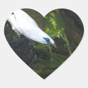 Bali Myna Hjärtformat Klistermärke