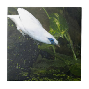 Bali Myna Kakelplatta