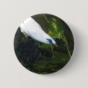 Bali Myna Knapp