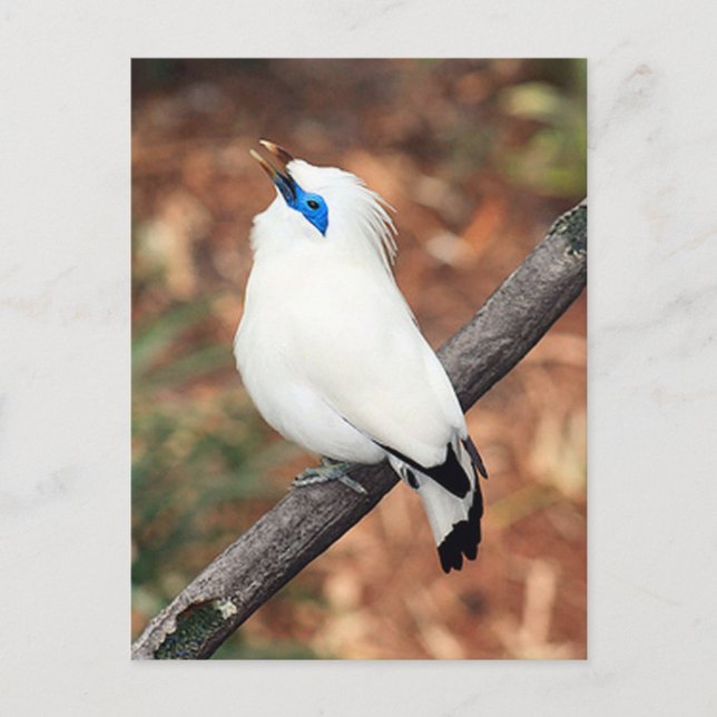 Bali Mynah Bird Photo Postcard Vykort (Framsida)