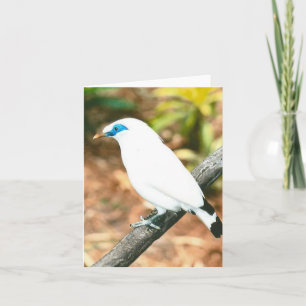 Bali Mynah-fotomappat anteckningskort