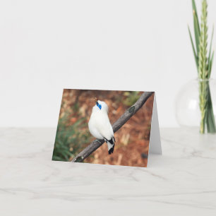 Bali Mynah-fotomappat anteckningskort