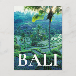 Bali   Översikt av ris terrasser Vykort