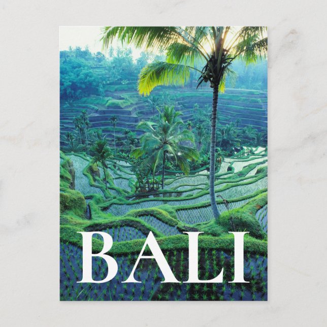 Bali | Översikt av ris terrasser Vykort (Framsida)
