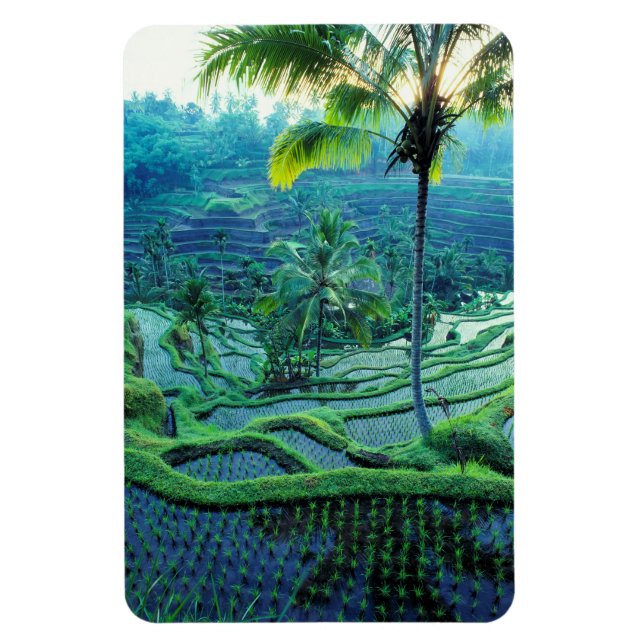 Bali | Översikt av risfält Magnet (Vertikal)