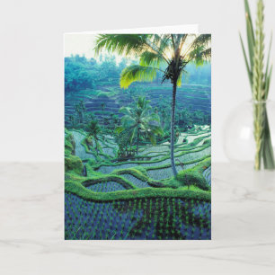 Bali Översikt över Riset Terraces Kort