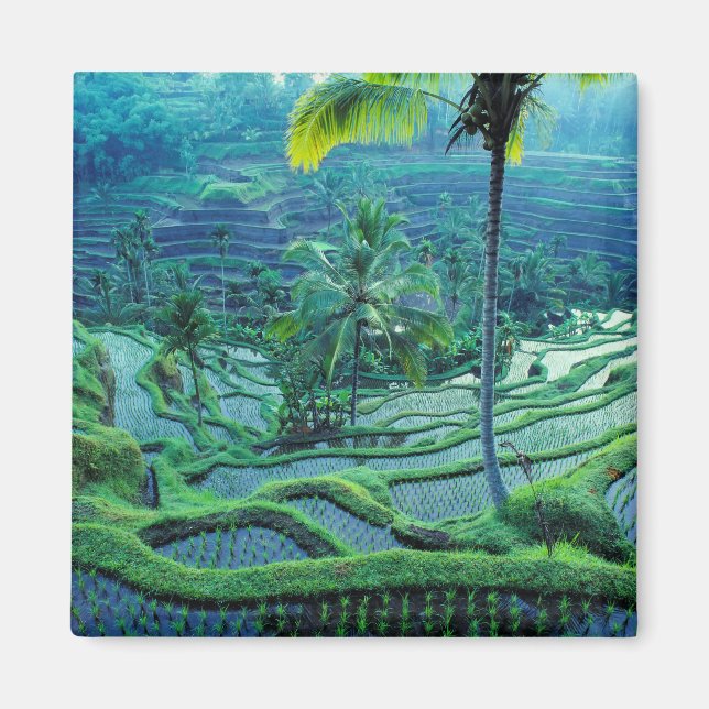 Bali | Översikt över Riset Terraces Magnet (Framsidan)