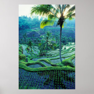 Bali Översikt över Riset Terraces Poster