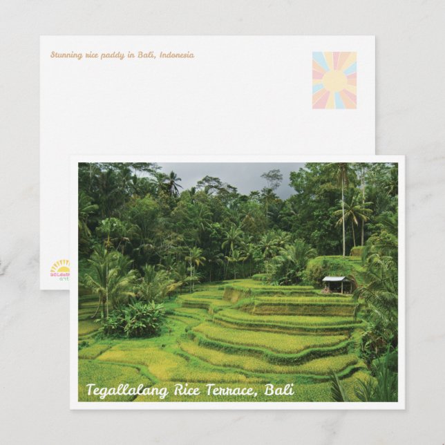 Bali Ris Terrasser Landskapsvy Resekort Vykort (Fram/baksida)