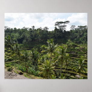 Bali Ubud Ris Fält Terrace Poster