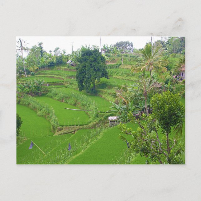 Bali Vykort (Framsida)