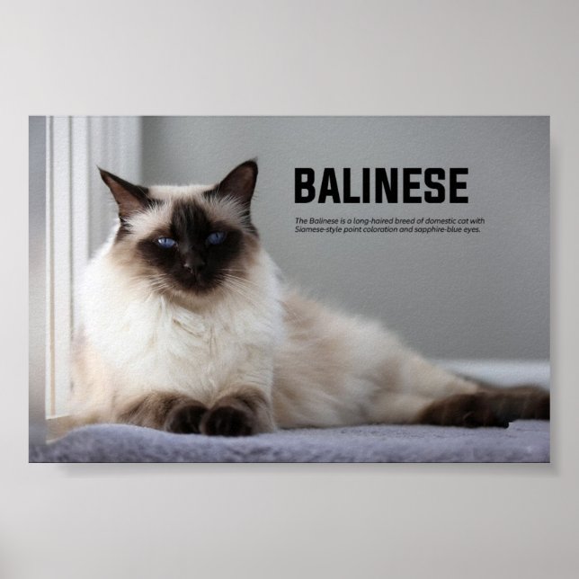 Balinese Cat Breed Poster (Framsidan)