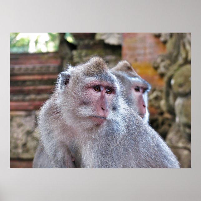Balinese Macaque Poster (Framsidan)