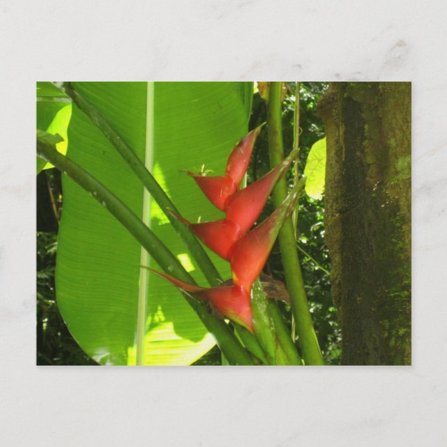 Balisier (Flower) - Martinique, F.W.I. Vykort (Framsida)