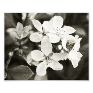 Ballerina Blommars Vintage Photo Print Fototryck