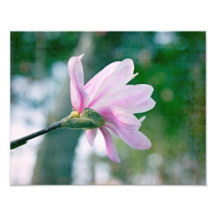 Ballerina Magnolia Fototryck