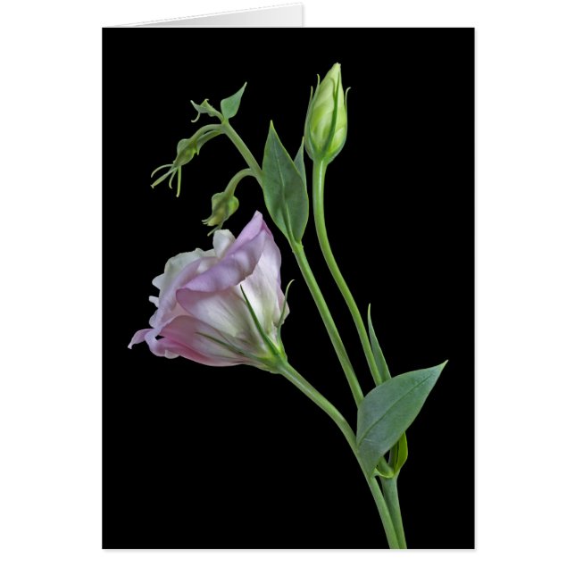 Ballerinakort Hälsningskort (Framsidan)