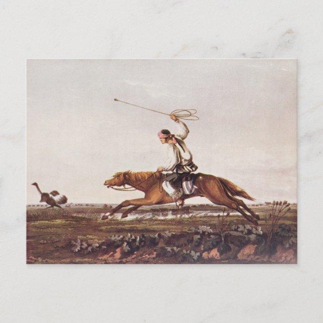 Balling Ostriches Vykort (Framsida)