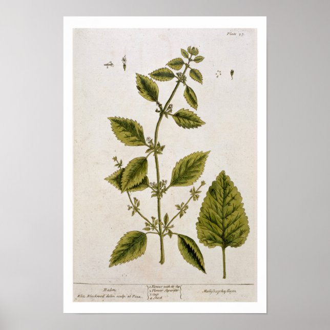 Balm, tallrik 27 från "A Nyfiken Herbal", publicer Poster (Framsidan)