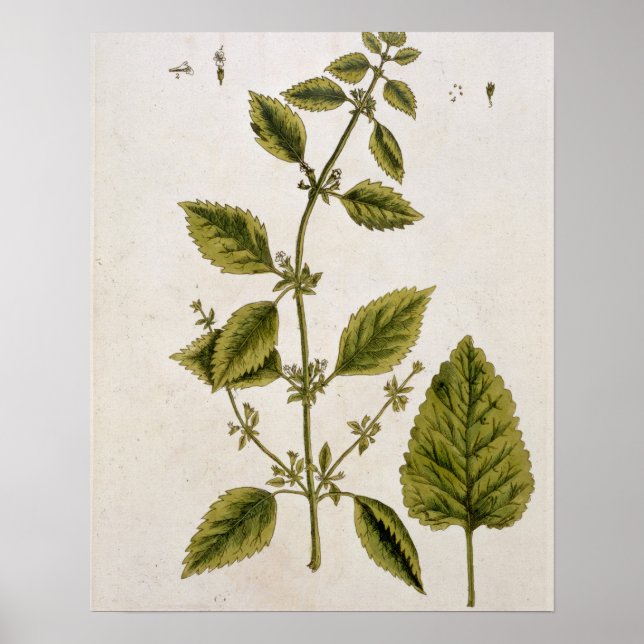 Balm, tallrik 27 från "A Nyfiken Herbal", publicer Poster (Framsidan)