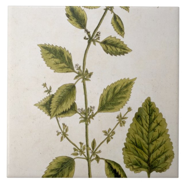 Balsam pläterar 27 från "ett nyfiket växt-", kakelplatta (Framsidan)