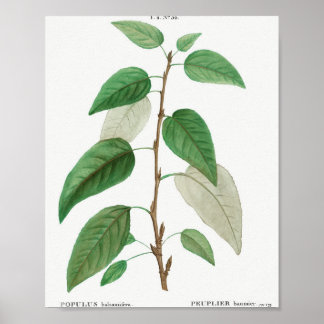 Balsam poplar (Populus balsamifera) från Traite de Poster