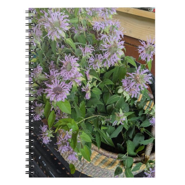 Balsamblomma Anteckningsbok (Framsidan)