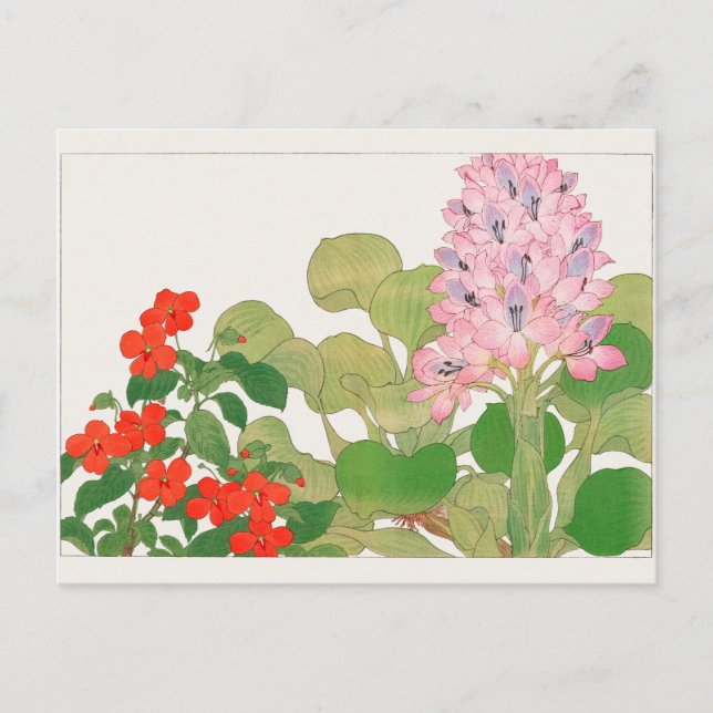 Balsamin, Vattenhyacint av Tanigami Konan Vykort (Framsida)