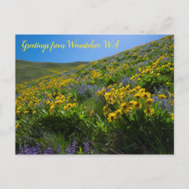 Balsamroot and Lupine at Sage Backe Wenatchee, WA Vykort