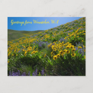 Balsamroot and Lupine at Sage Backe Wenatchee, WA Vykort