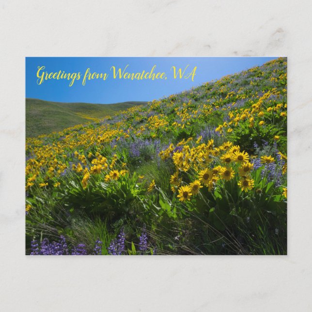 Balsamroot and Lupine at Sage Backe Wenatchee, WA Vykort (Framsida)