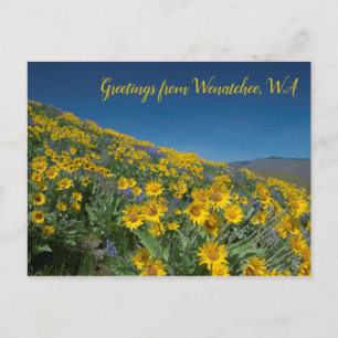 Balsamroot Bloom at Sage Backe Wenatchee, WA Vykort