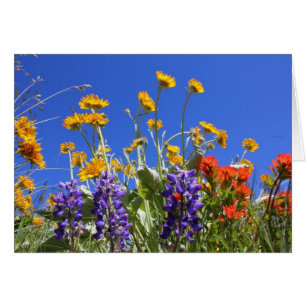 Balsamroot, Lupine och Paintbrush Hälsningskort